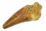 Cretaceous Fossil Crocodylomorph Tooth - Morocco #346889-1